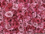 a Bunch of Pink Roses