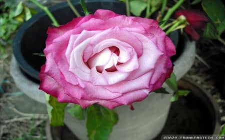 A Pink Rose Growing - Pretty, Love, Pink, Roses