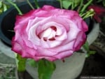 A Pink Rose Growing