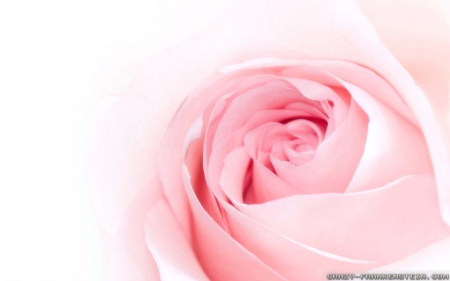 a Very Pink Rose - wow, pink, rose, pretty