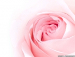 a Very Pink Rose