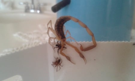 This scorpion just had to come in the house - arachnida, nature, scorpion, photography