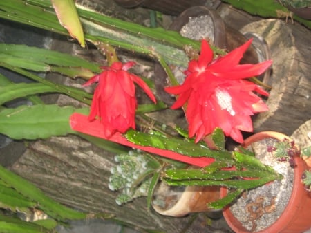 red beauty in my garden - bloom, flower, cactus, red