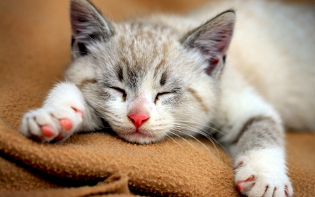 SLEEPING CUTIE - sleeps, towel, kitten, cat