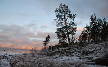 lovely seacoast in winter - trees, clouds, winter, dusk, sea, rocks, coast