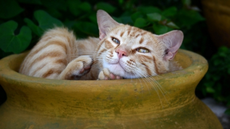 Cat - sleeping, beauty, cat face, hat, animals, sleepy, paws, face, pretty, cute, cat, kitty, lovely, kitten, cats, beautiful, sweet