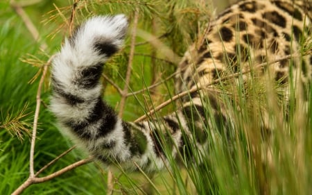 Leopard - sleepy, cute, beautiful, cat, sleeping, kitty, cats, hat, cat face, paws, face, animals, pretty, beauty, sweet, kitten, lovely