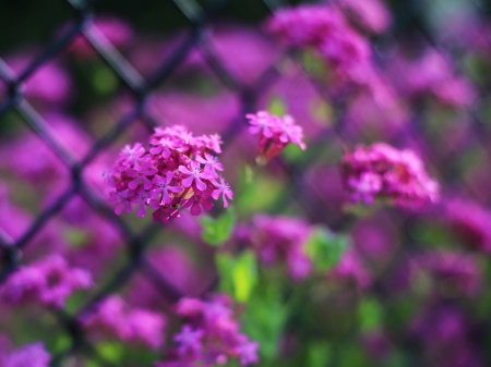 Flower - flower, pink, flowers, photo, color, hdr