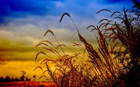 WHEAT FIELD at DUSK - summer, wheat, field, sunset, grass