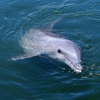 Dolphin