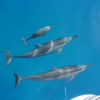 Dolphins