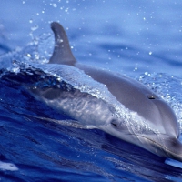 Dolphin