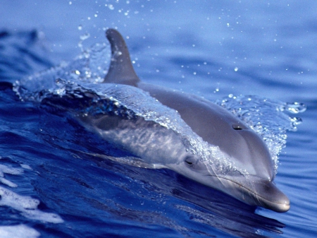 Dolphin - dolphins, nature, beauty, wallpaper