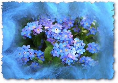 Forget me Not