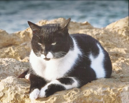 Cat - white, paws, cat, black, cute