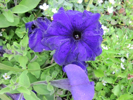 Flowers in Hanging Basket 14 - purple, photography, petunias, green, flowers