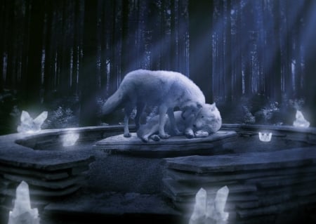 Wolfs Love - animal, white, wolf, love