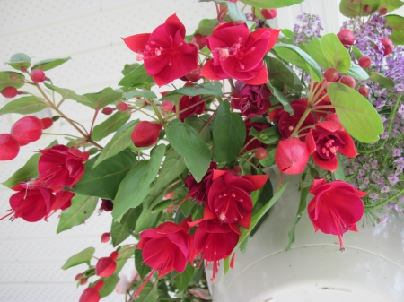 Flowers in Hanging Basket 20 - basket, Flowers, red, green, photography, fuchsia, leaf