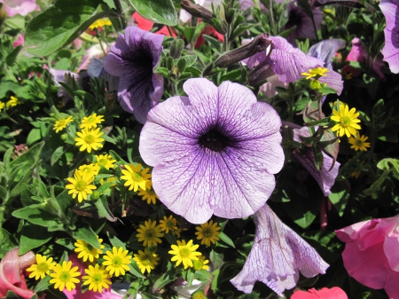 Flowers in Hanging Basket 21 - Flowers, yellow, purple, photography, petunias, pink