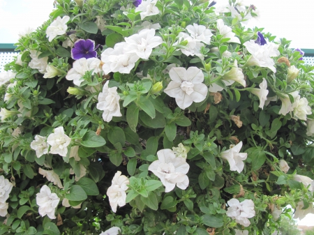 Flowers in Hanging Basket 22 - white, purple, photography, petunias, green, flowers, basket