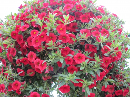 Flowers in Hanging Basket 29 - Flowers, red, green, photography, petunias, Basket