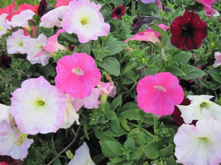 Flowers in Hanging Basket 36 - Flowers, red, green, photography, petunias, pink