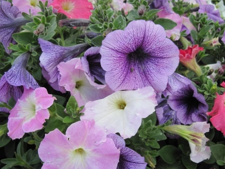 Flowers in Hanging Basket 38 - white, purple, pink, photography, green, petunias, flowers