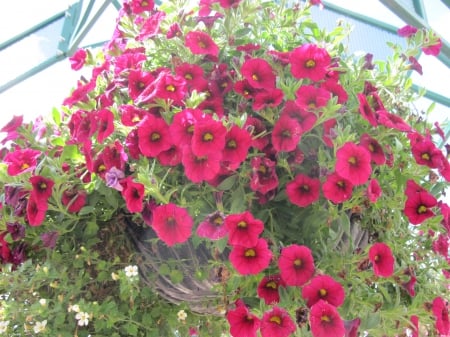 Flowers in Hanging Basket 39 - basket, Red, Flowers, green, photography, petunias