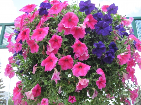 Flowers in Hanging Basket 40 - basket, Flowers, purple, green, photography, Petunias, pink