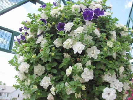 Flowers in Hanging Basket 43 - white, purple, photography, green, flowers, basket