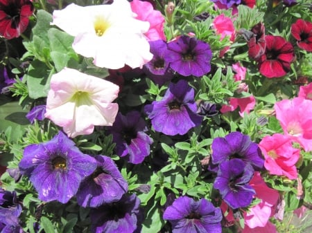 Flowers in Hanging Basket 45 - purple, pink, red, photography, green, petunias, flowers