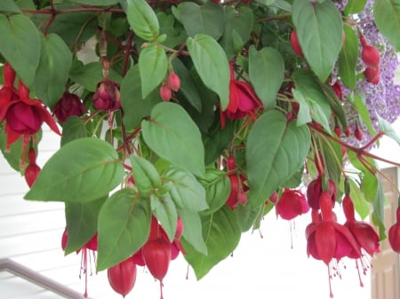 Flowers in Hanging Basket 49 - Flowers, red, green, photography, fuchsia