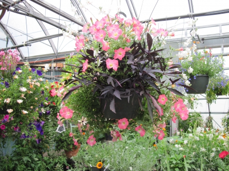 Flowers in Hanging Basket 50 - pink, photography, basket, flowers, garden