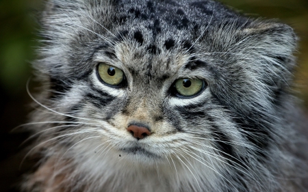 Cat - sleeping, beauty, cat face, hat, animals, sleepy, paws, face, pretty, cute, cat, kitty, lovely, kitten, cats, beautiful, sweet