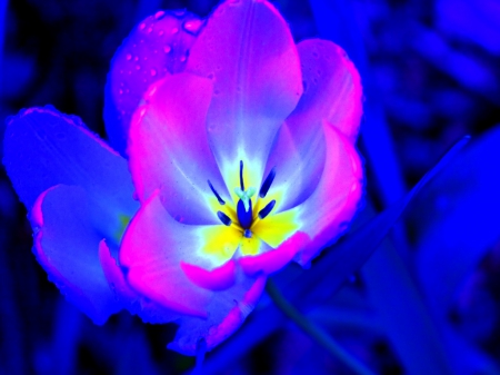 Vibrance - white, yellow, blue, vivrant, flower, pink