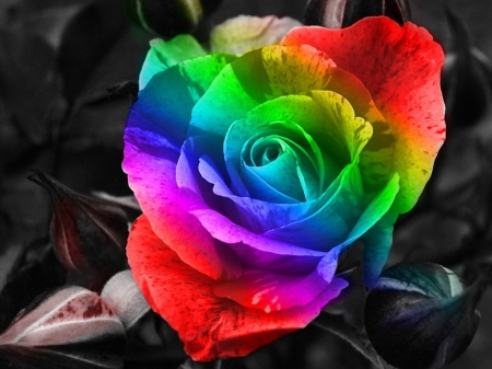 Colors - yellow, pink, red, blue, green, colors, rose, flower