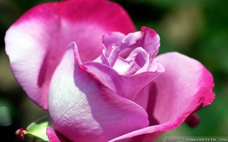 a Sunny Pink Rose on a Nice Day - sunny, rose, pretty, pink, nice, lovey