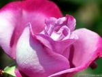 a Sunny Pink Rose on a Nice Day