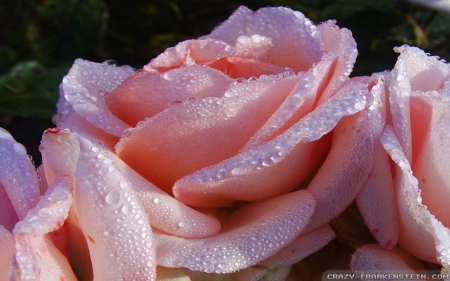 A Wonderful Pink Rose with Water on it - pink, rose, water, pretty