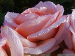 A Wonderful Pink Rose with Water on it