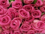 Very Beautiful Pink Roses