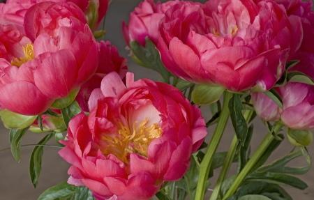 *** Peonies *** - flowers, nature, flower, pink, peonies