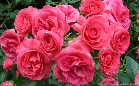 Pink Roses - roses, pink, cool, pretty