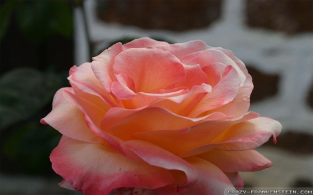 a Bright Pink Rose - Rose, Pretty, Pink, Bright