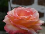 a Bright Pink Rose