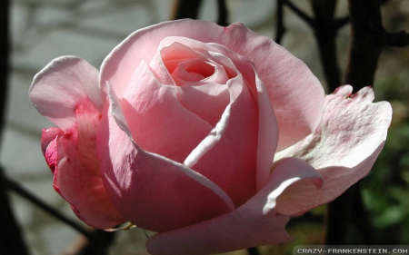 a Very Pretty Pink Rose outside in the Summer - summer, pink, rose, pretty