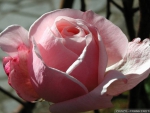 a Very Pretty Pink Rose outside in the Summer