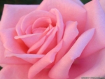 a Close up Pink Rose