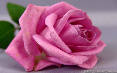 a Very Pretty Pink Rose - pink, rose, pretty, lovey