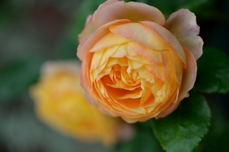 *** Simple beauty *** - flowers, pink, nature, rose